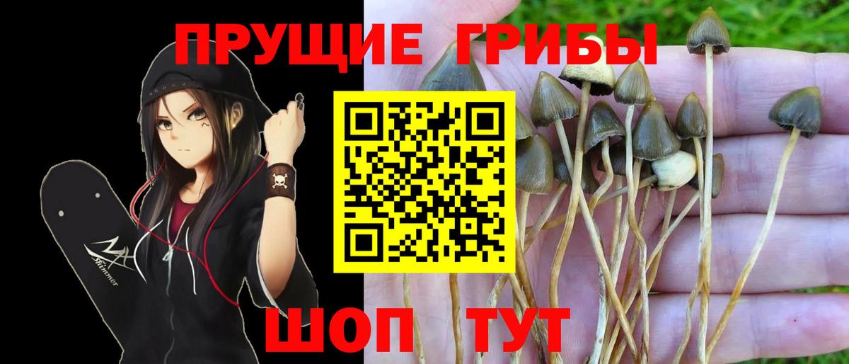 Псилоцибиновые грибы Psilocybe Выборг